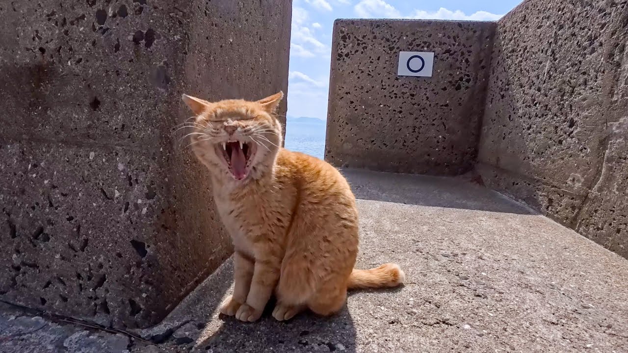 防波堤から畑の裏道をウロウロする島の猫たち