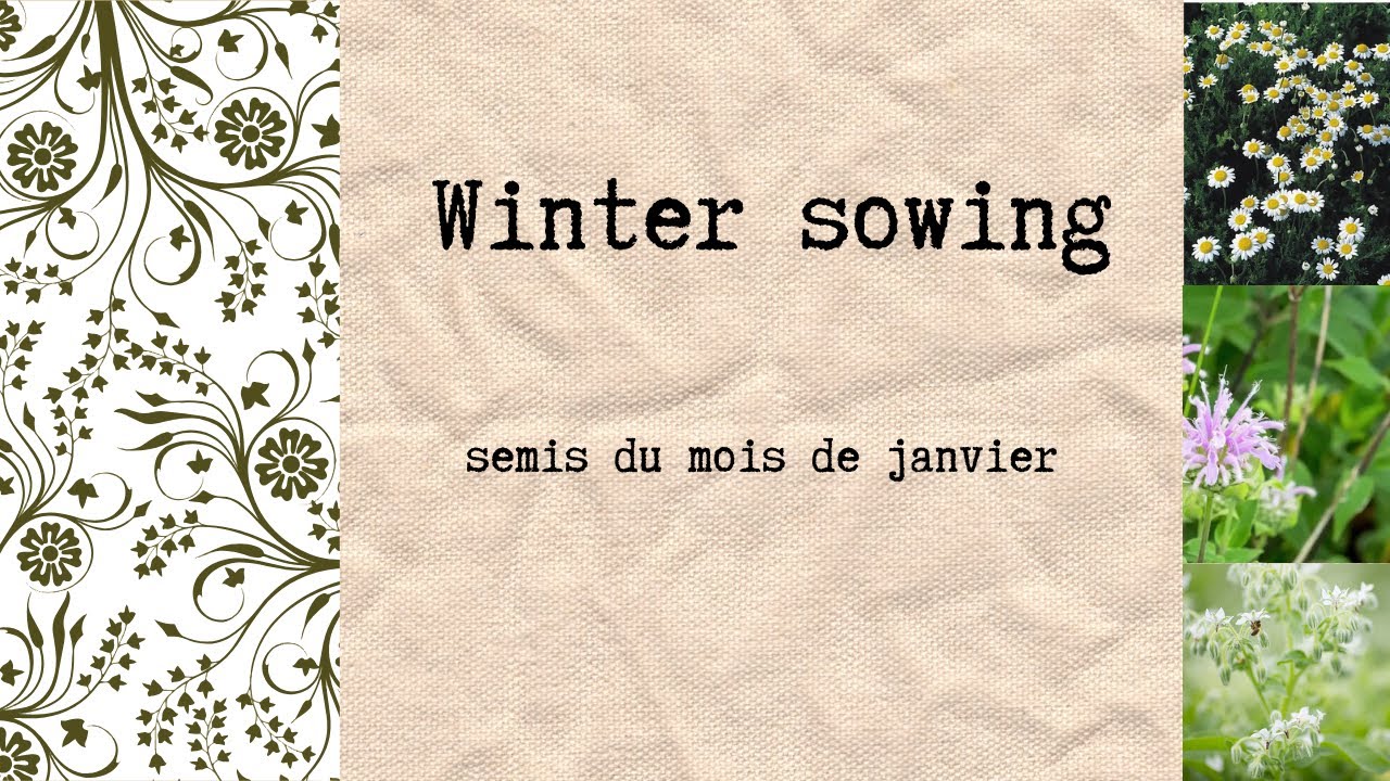 Je poursuis mes semis de fleurs et d'aromatique en extérieur : méthode du winter sowing