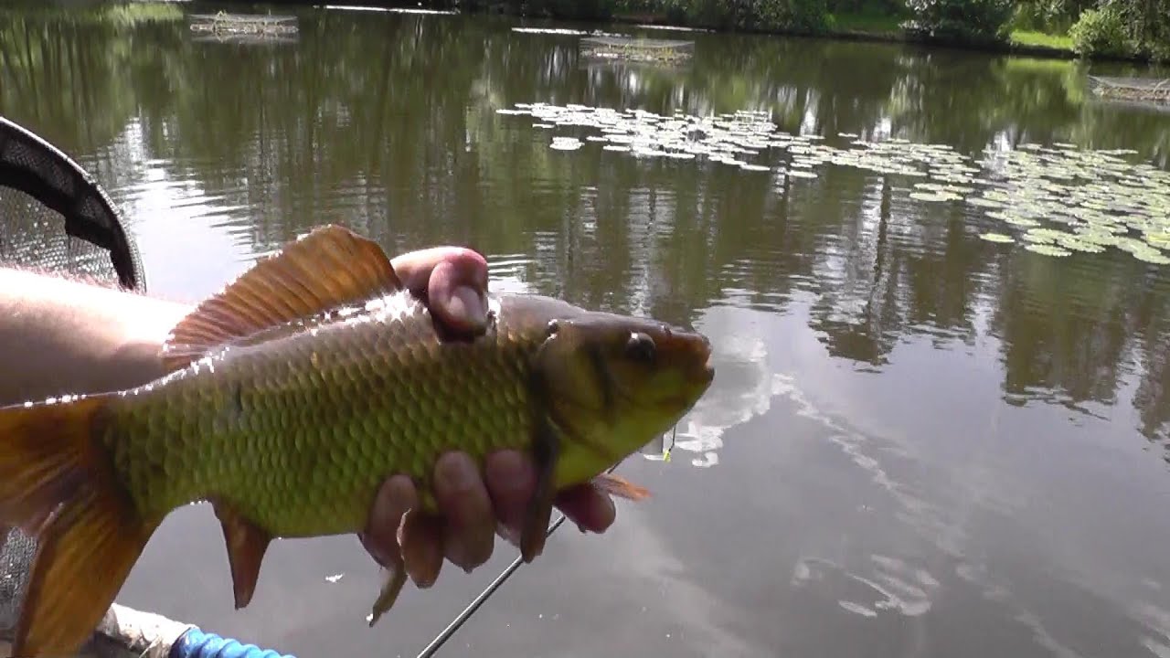 Tyczka i karasie na Stockbridge Pond  part 1