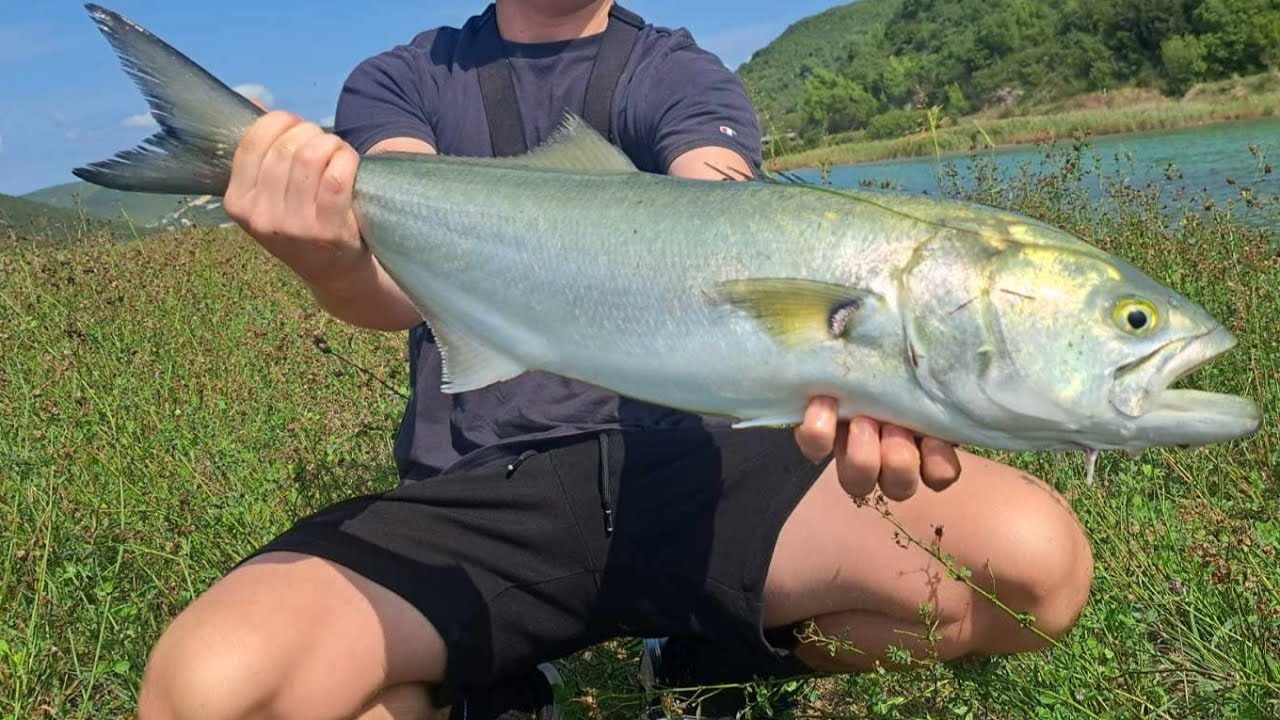 One Day Fishing Trip to Istria Croatia (Brancin, Lica, Strelka)