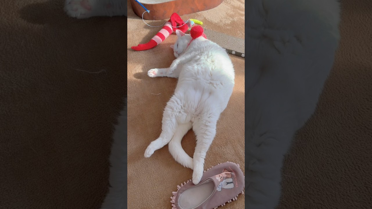 お昼寝タイム🐾 Nap time 💤 #shorts #cat #scottishfold #cute #kucing #बिल्ली #pets #고양이 #猫 #قطة #kedi