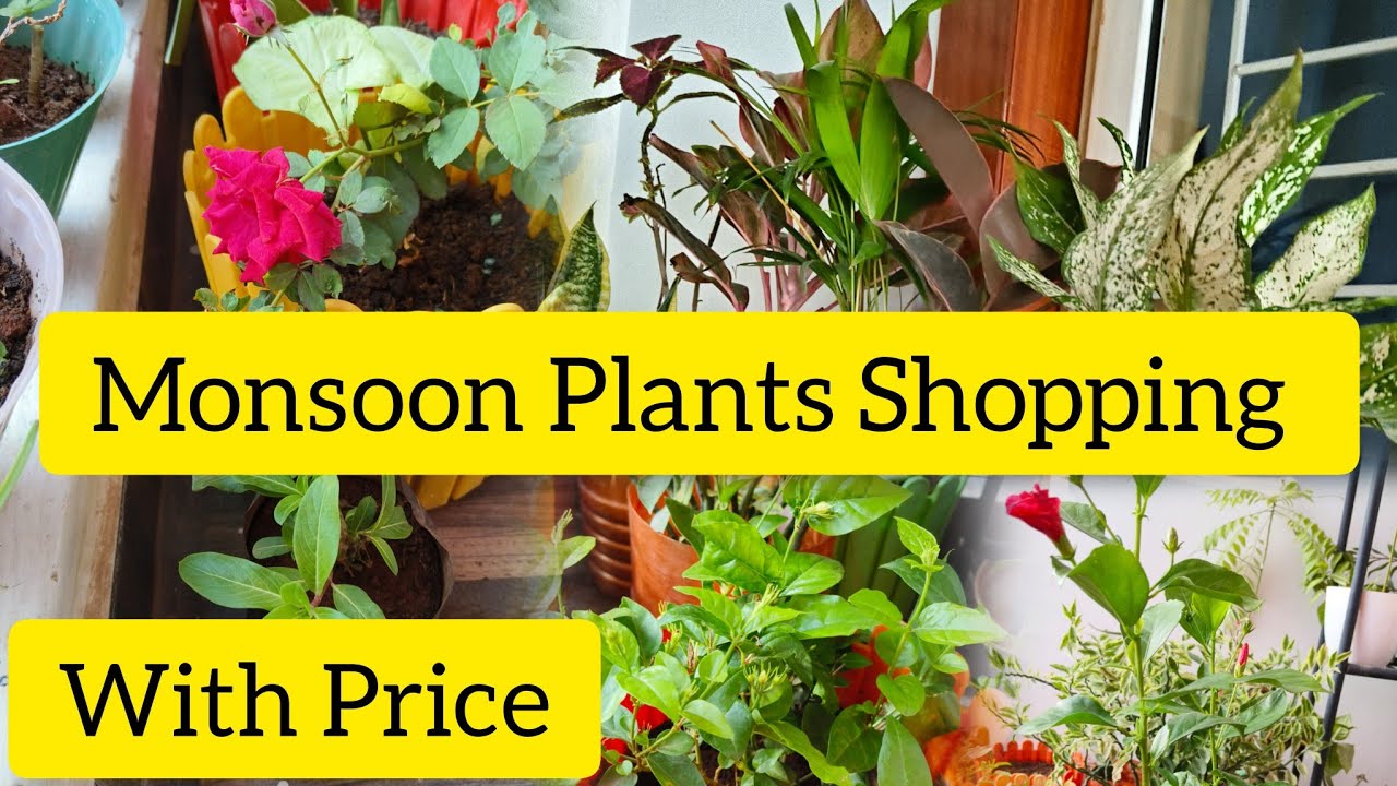 🌺🌳☔ Monsoon Plants Shopping/Indoor & Outdoors Plants with Price #plants #plant #gardening #shopping