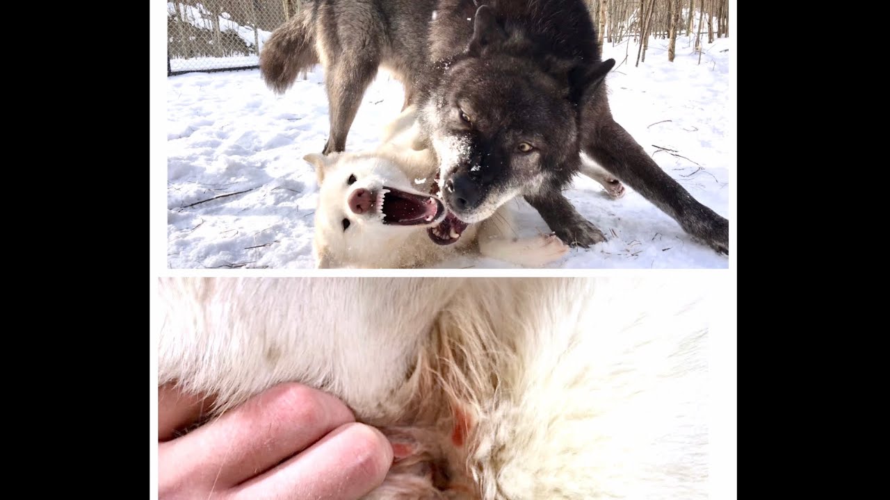 Волк Акела перегрыз горло волэнду Алите.
