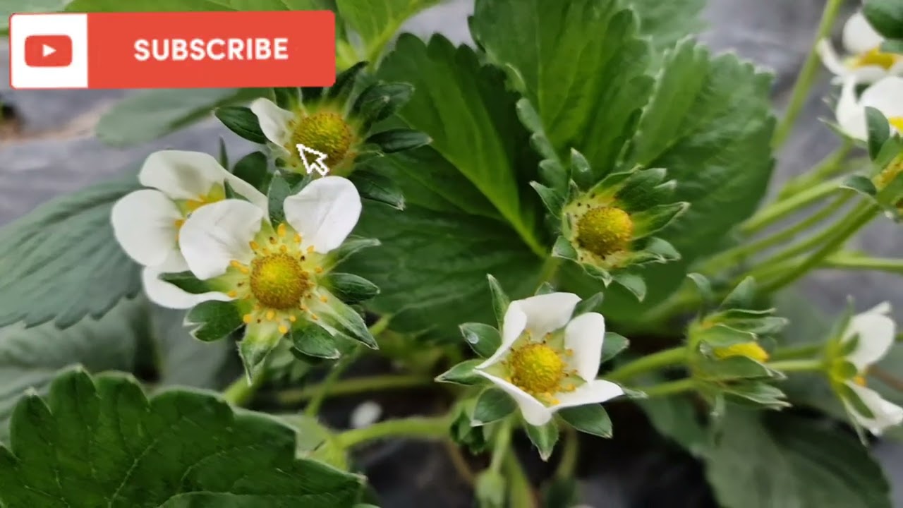 Ce ingrășaminte folosim la capsuni incepand de la plantare pana la fructele coapte?