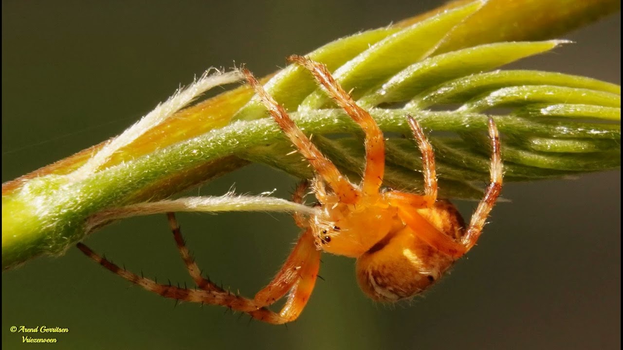 Insecten deel 2 van 2