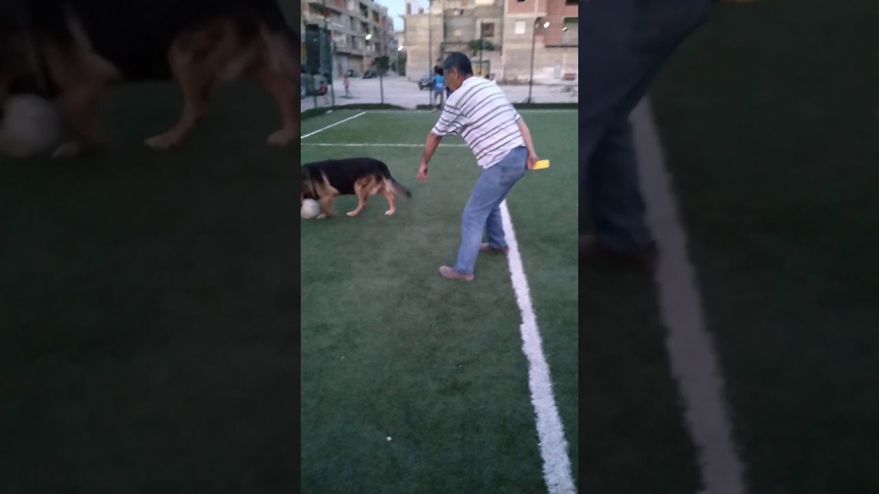 مربوح 2 شلغوم العيد