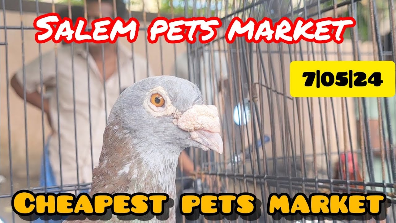 pets market in salem | #pets #birds #pigeon #pets market #youtubevideo #video #market