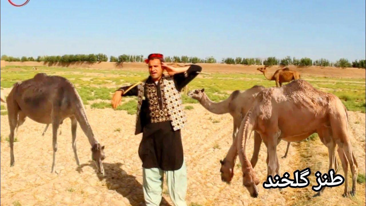 نظرگل شتر می‌چرانه