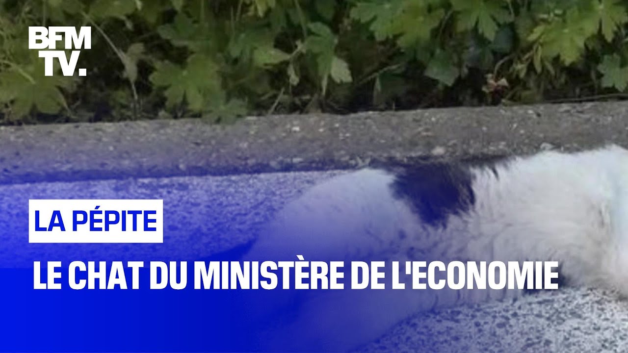 Le chat du ministère de l'Economie