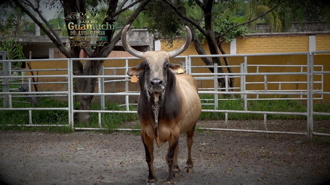LLEGADA DEL TORO EL REVOLUCIONARIO DE LOS DESTRUCTORES | SEMENTAL DE RANCHO EL GUAMUCHIL