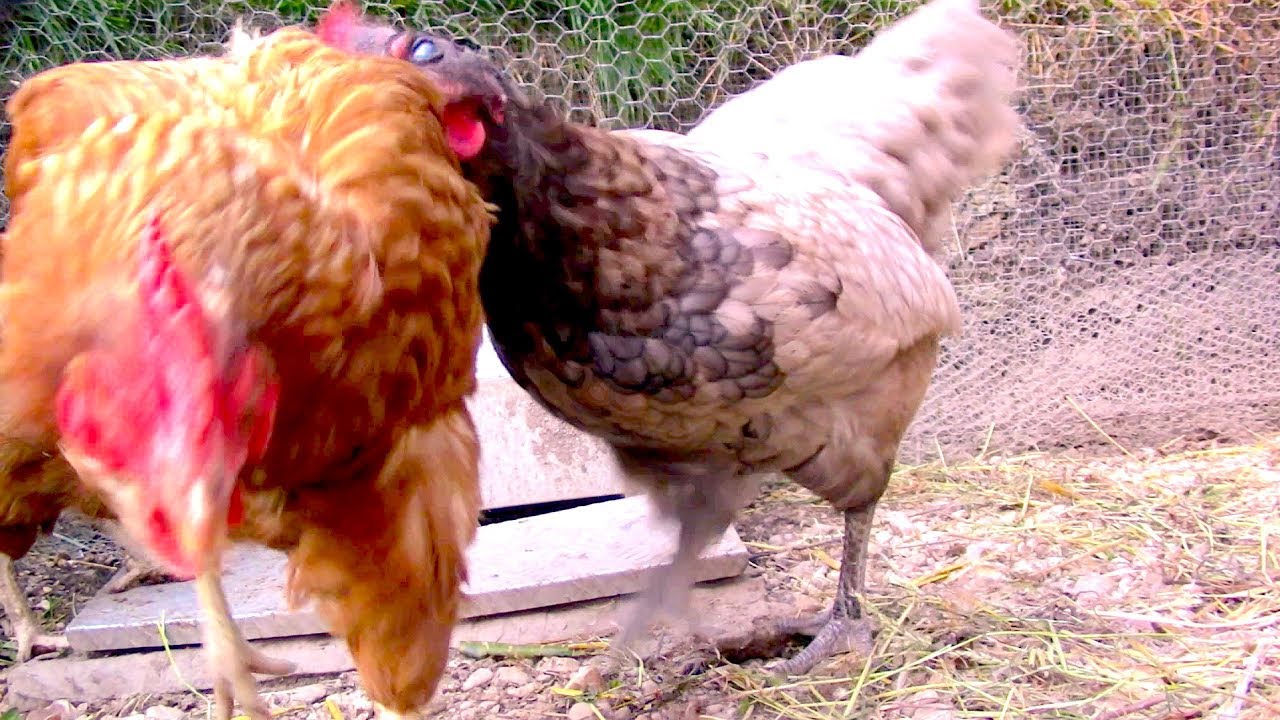 Introducing New Chickens, Pecking Order and Training on Grandpas Feeder