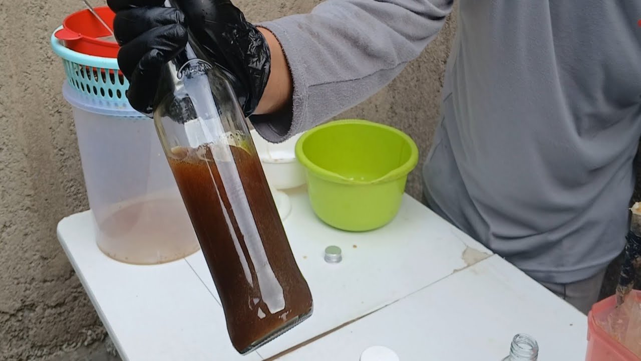 Penyaringan madu lebah jenis Avis Cerana yang kita dapatkan dari lobang kayu 