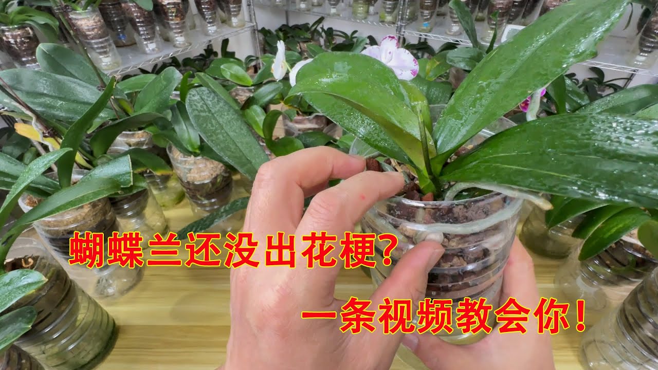 立冬了，蝴蝶兰还没出花梗？一条视频教会你！（阿涛养花274期）