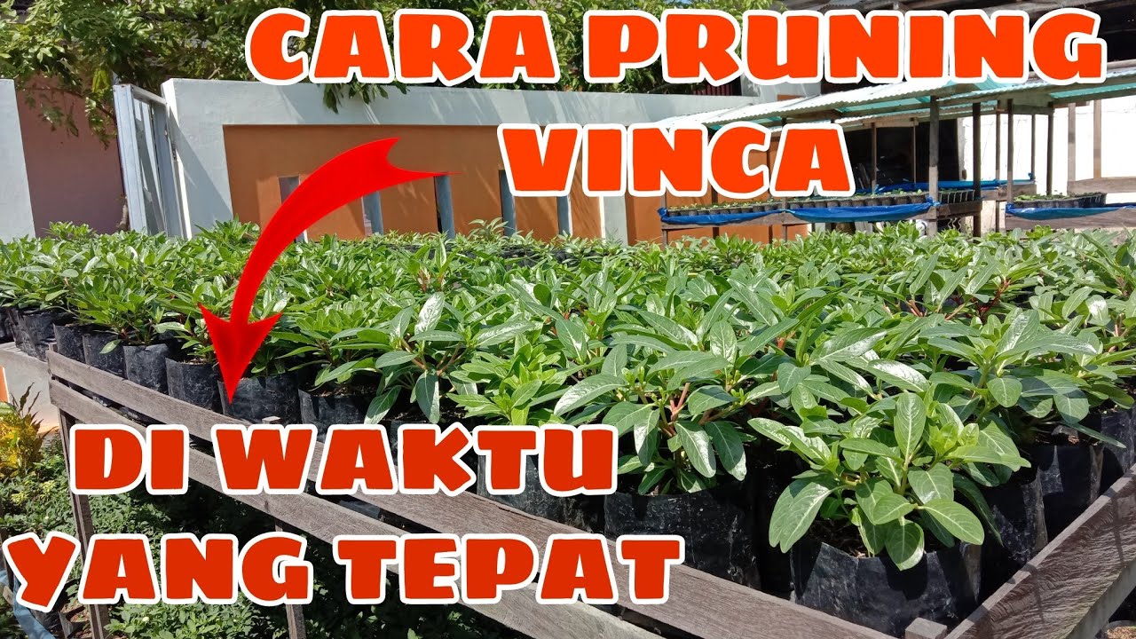 CARA PRUNING VINCA DI WAKTU YANG TEPAT. TRIK 1X PRUNING LANGSUNG RIMBUN