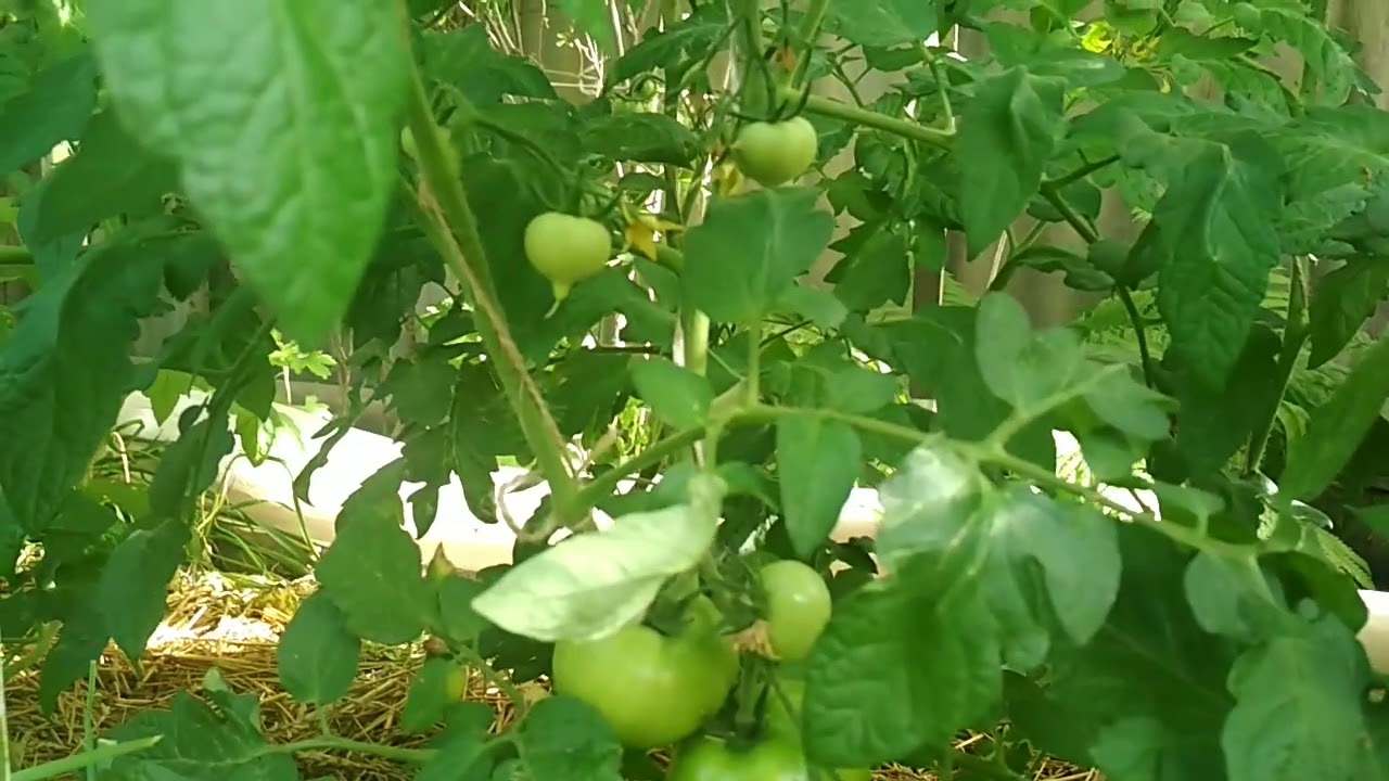 Тонкий стебель на томатах, срочно , что делать #томаты