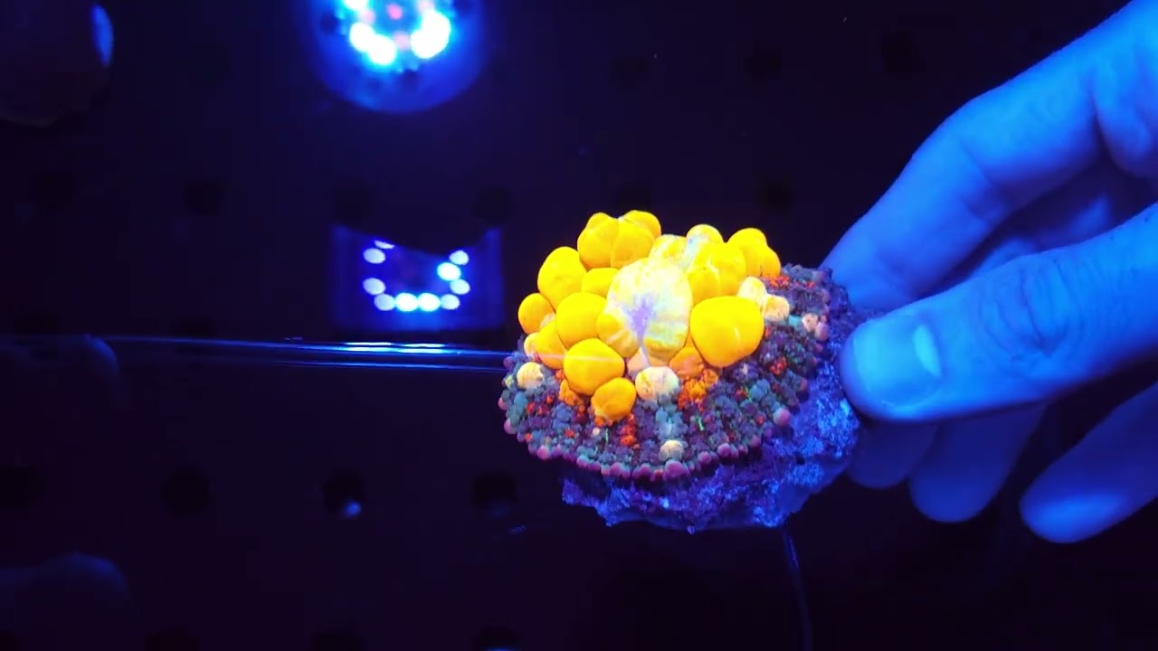 [Submersa] - WWC OG Bounce Mushroom XXL