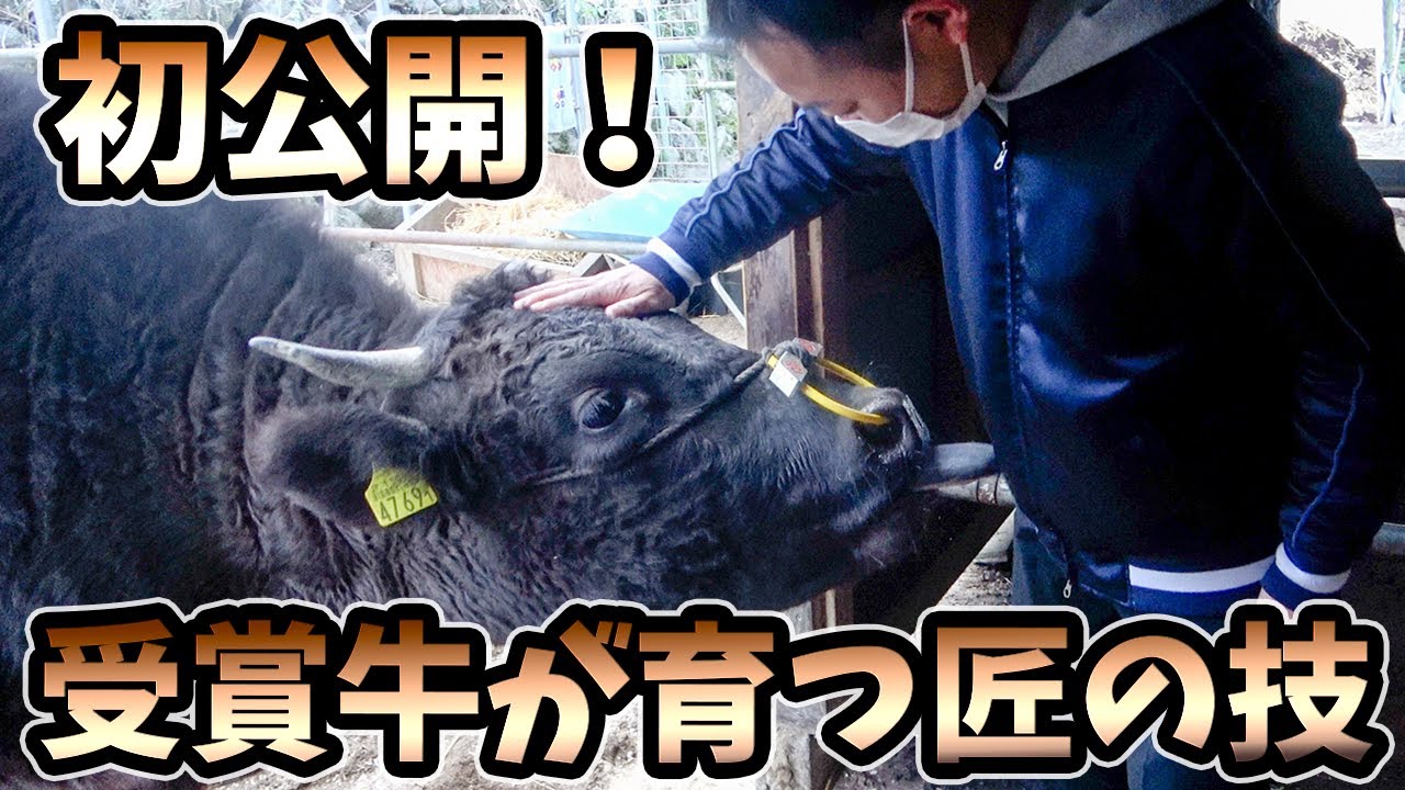 必見！副業で450万の松阪牛を育てる【藪谷式肥育法】に迫る！