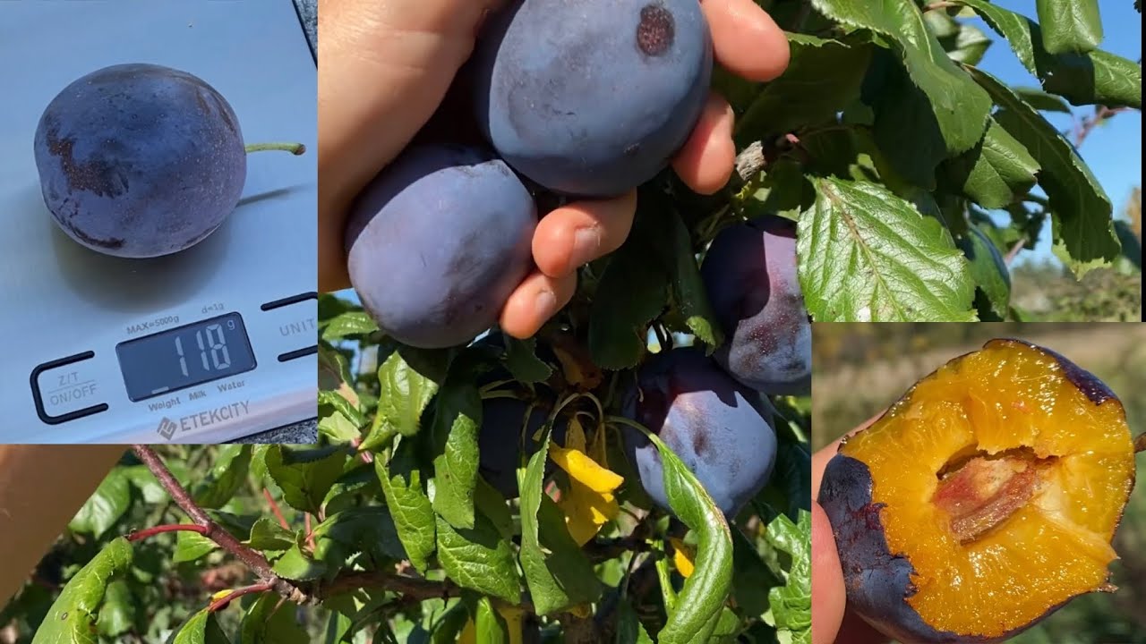 President Plum Taste, Large, Juicy, & SWEET! Black Knot Resistant (Слива Президент)