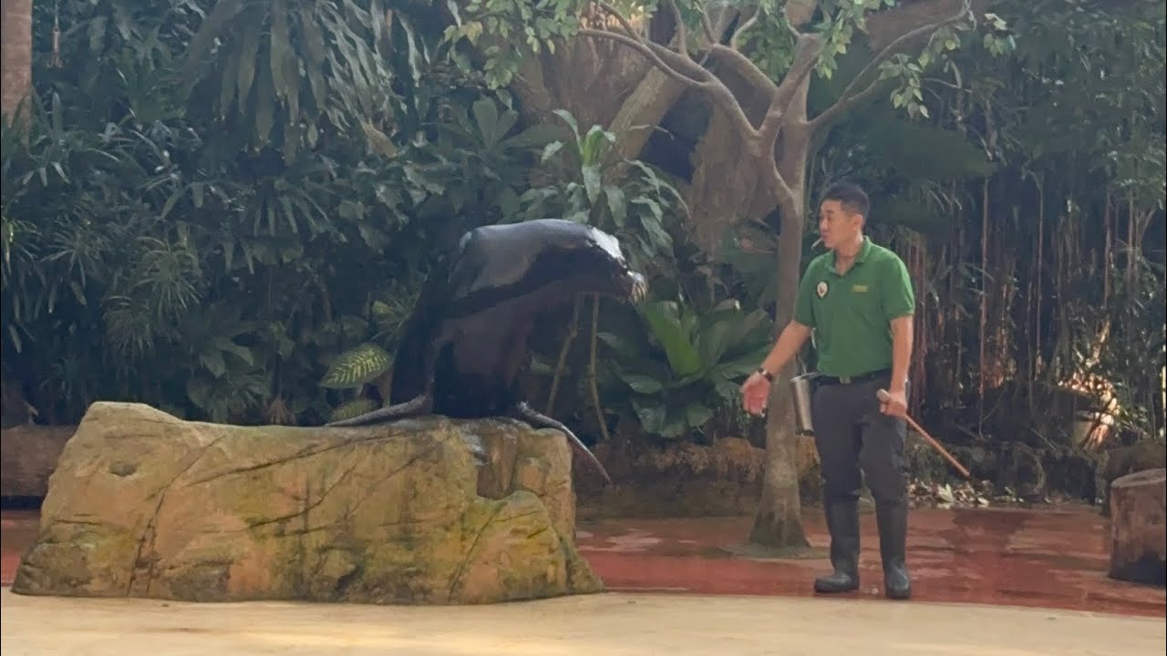 Bella & Matti watched Splash Safari @ Singapore Zoo | September 20, 2025