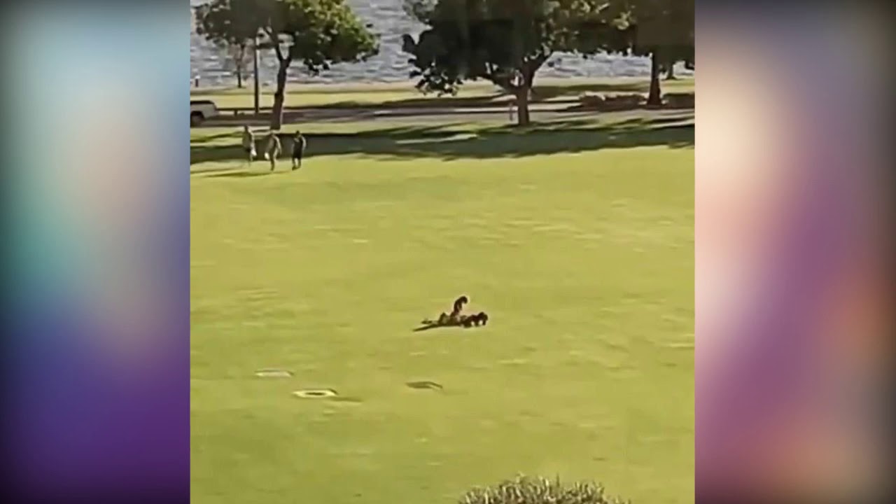 Perth couple are caught having sex in the middle of a public park