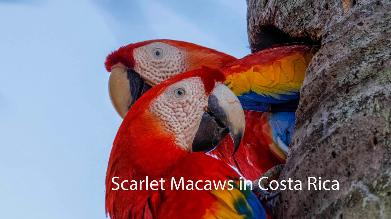 Scarlet Macaws in Costa Rica
