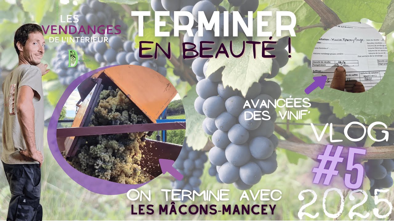 VLOG VIGNERON 2025 #5 : derniers coups de sécateurs / les plus beaux raisins de 2025 / vinification