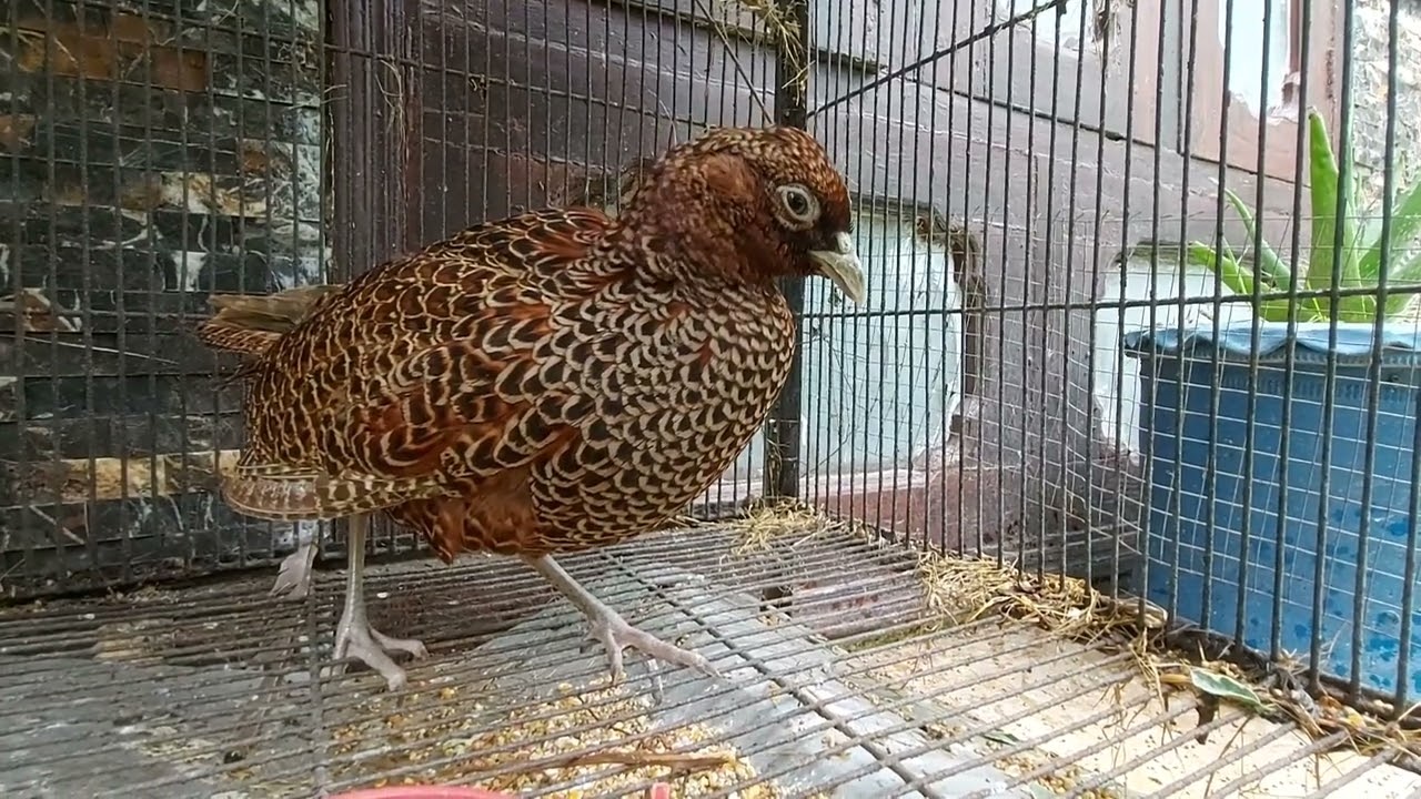 Sick pheasant looking for help . #subscribe #love #youtube #viral #bird #pheasants