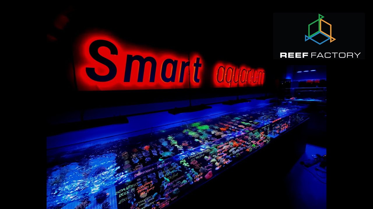 Showroom Reef Factory - zapowiedz projektu Zenon Marine i wywiad z Dorotą Protasewicz