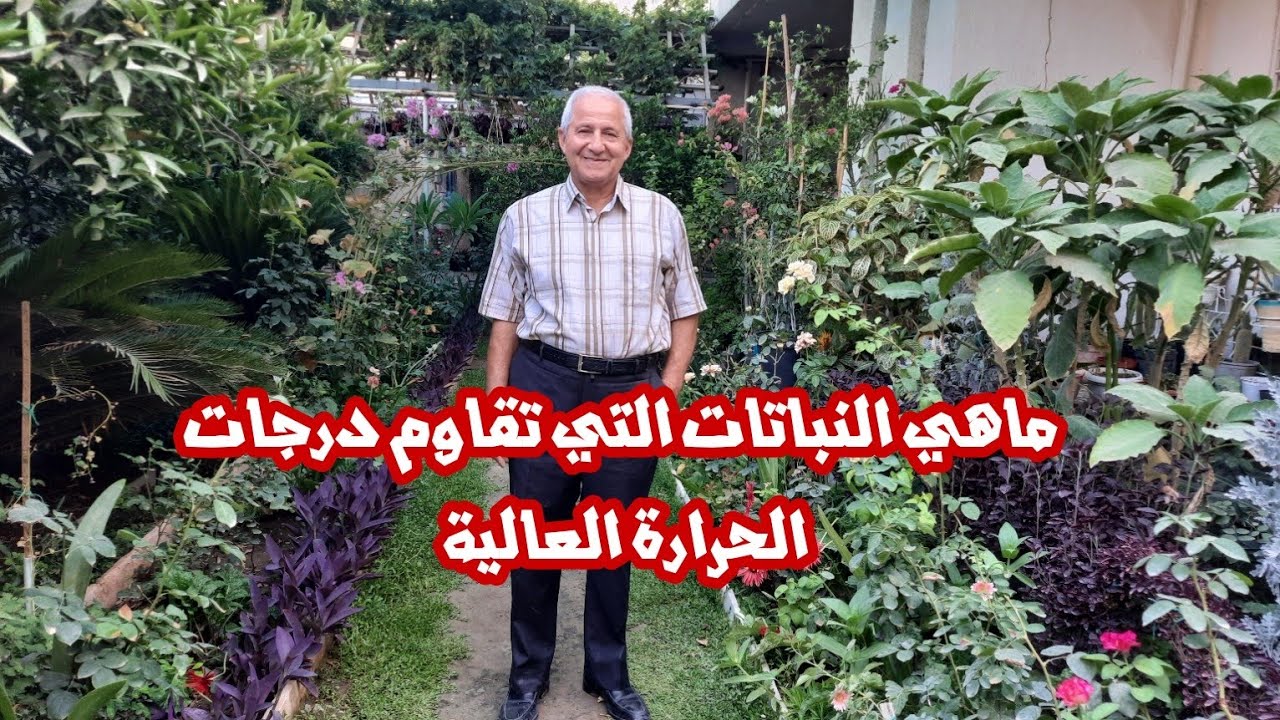 ماهي النباتات التي تقاوم درجات الحرارة العالية في حدائقنا المنزلية 