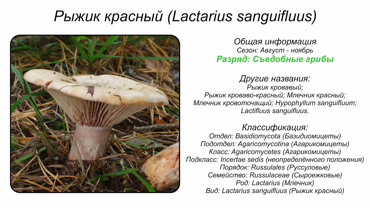 Рыжик красный (Lactarius sanguifluus)