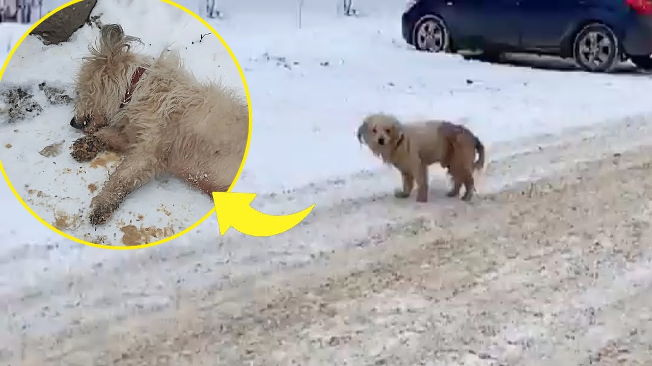 Owner Gone, Home Gone… Old, Frail, He Collapsed on the Frozen Snow, Ready to Let Go