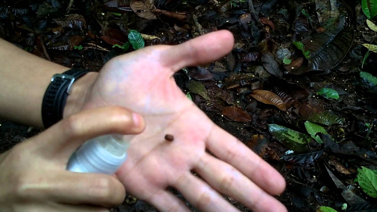 How to remove a leech by Charlie Richards