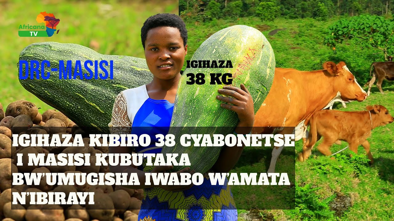 DRC -Masisi : Ngibi   Ibitangaza Igihaza gipima Ibiro 38 Umuhigo w&rsquo;Isi 