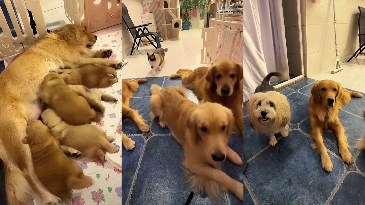 Маомао, Хуниу и Кан Кан знают, как защитить детей! ❤️#聪明旺豆豆