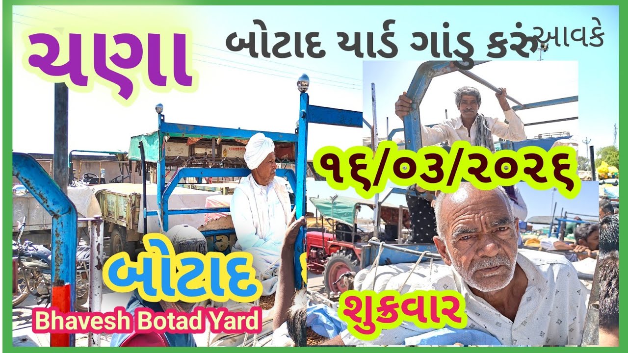 ચણા ની આવકે બોટાદ માર્કેટિંગ યાર્ડ ગાંડુ કરું 16/03/2026 || Botad Marketing Yard ||#bhaveshbotadyard