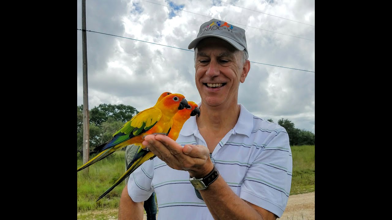 Birds of Guyana
