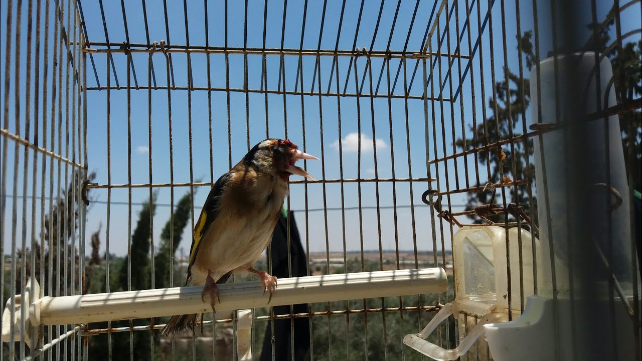 حسون خلوي بابابابا نار يا حبيبي نار  اسطورة التراث الخلوي النادر💯😍