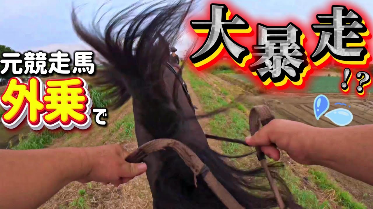 今年の1月に怪我の為、競技馬を引退した元競走馬と外乗に行ったら…テンションが上がりすぎて暴れて大ピンチに！？【ツルマルボーイ様のシモベ】