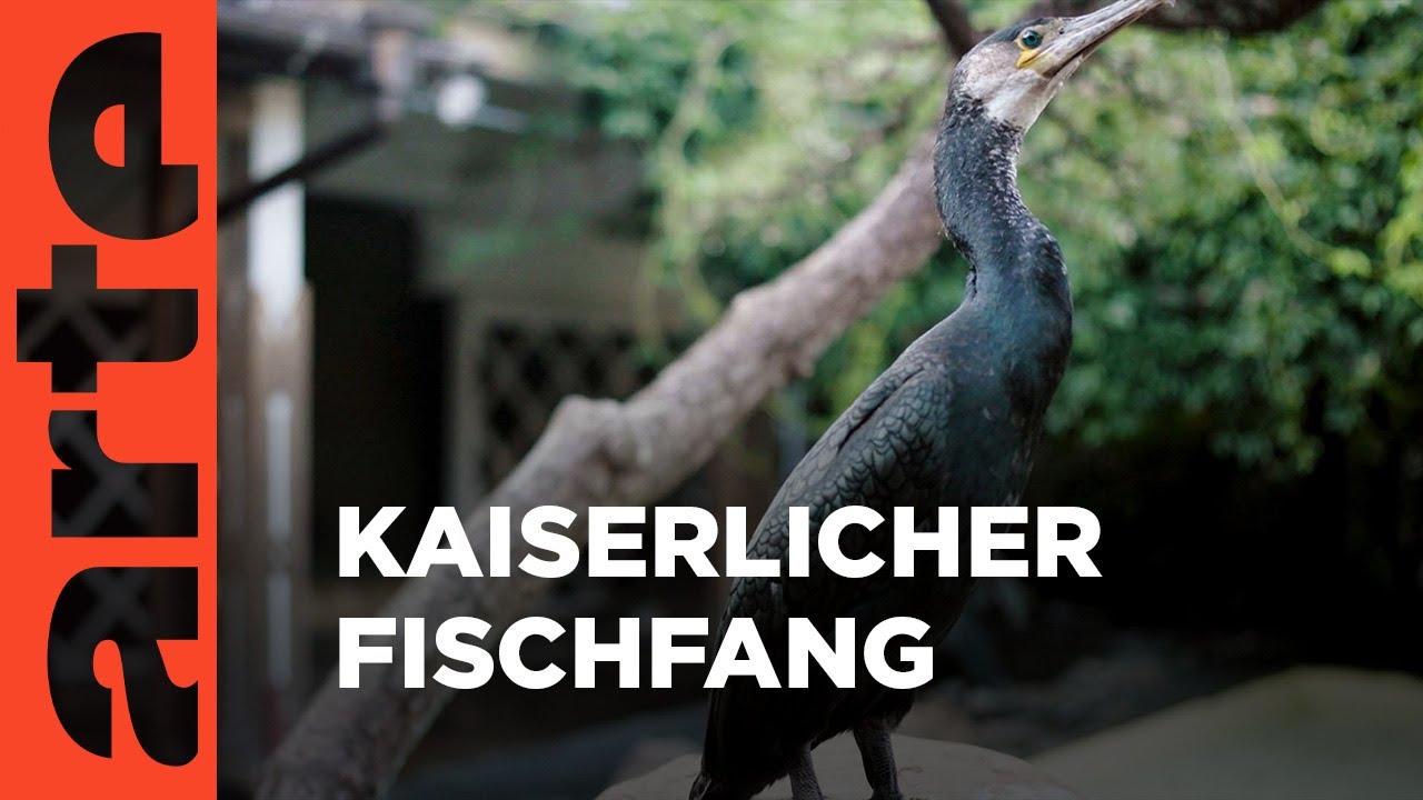 Der Kormoranfischer des Kaisers | ARTE Family
