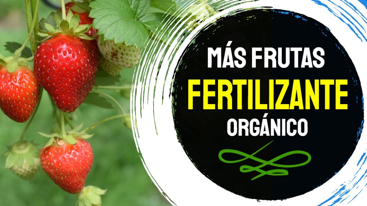 🍓FRUTILLA en Flor Fertilizante👉 SHOCK NUTRIENTE + BAJAR Tº en Maceta✔️