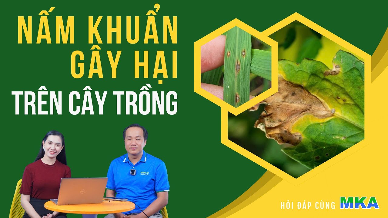 Hỏi đáp cùng MKA - Chuyên đề Nấm khuẩn gây hại trên cây trồng và Những kiến thức nông dân cần nắm