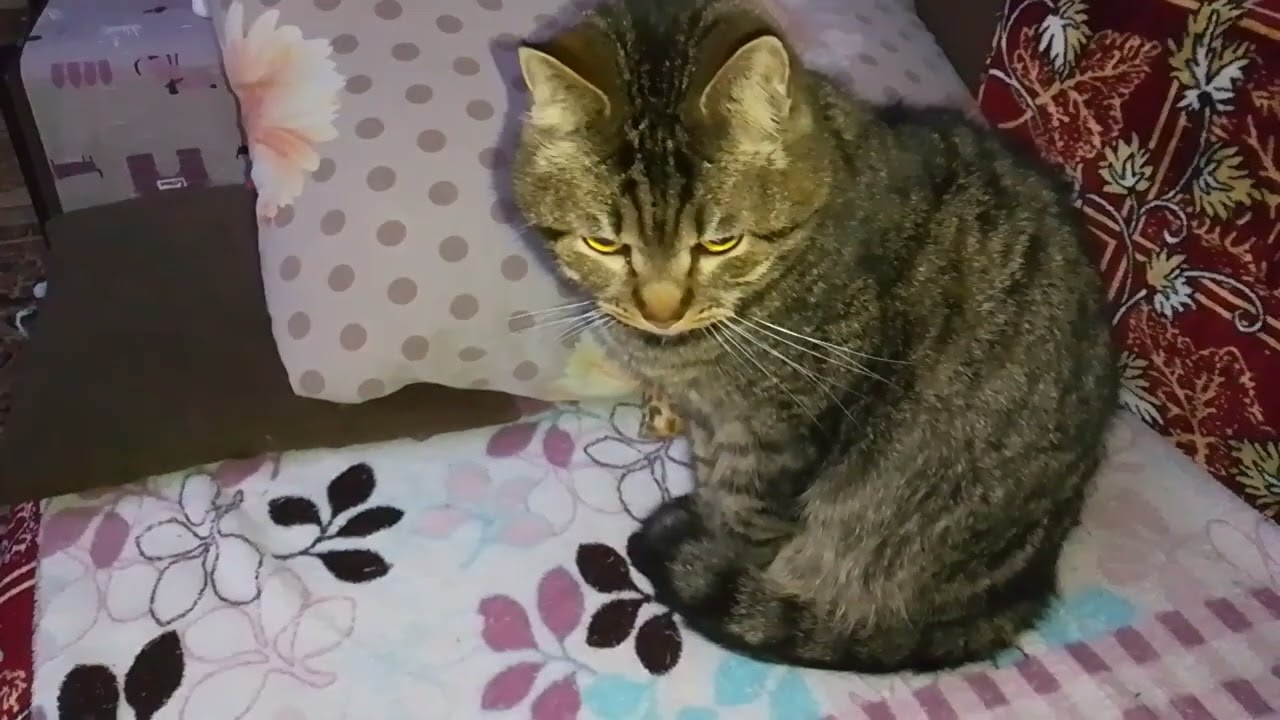 ЖИТЬ НУЖНО В КАЙФ!🥰😺