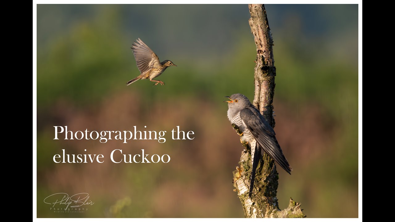 Photographing the elusive Cuckoo