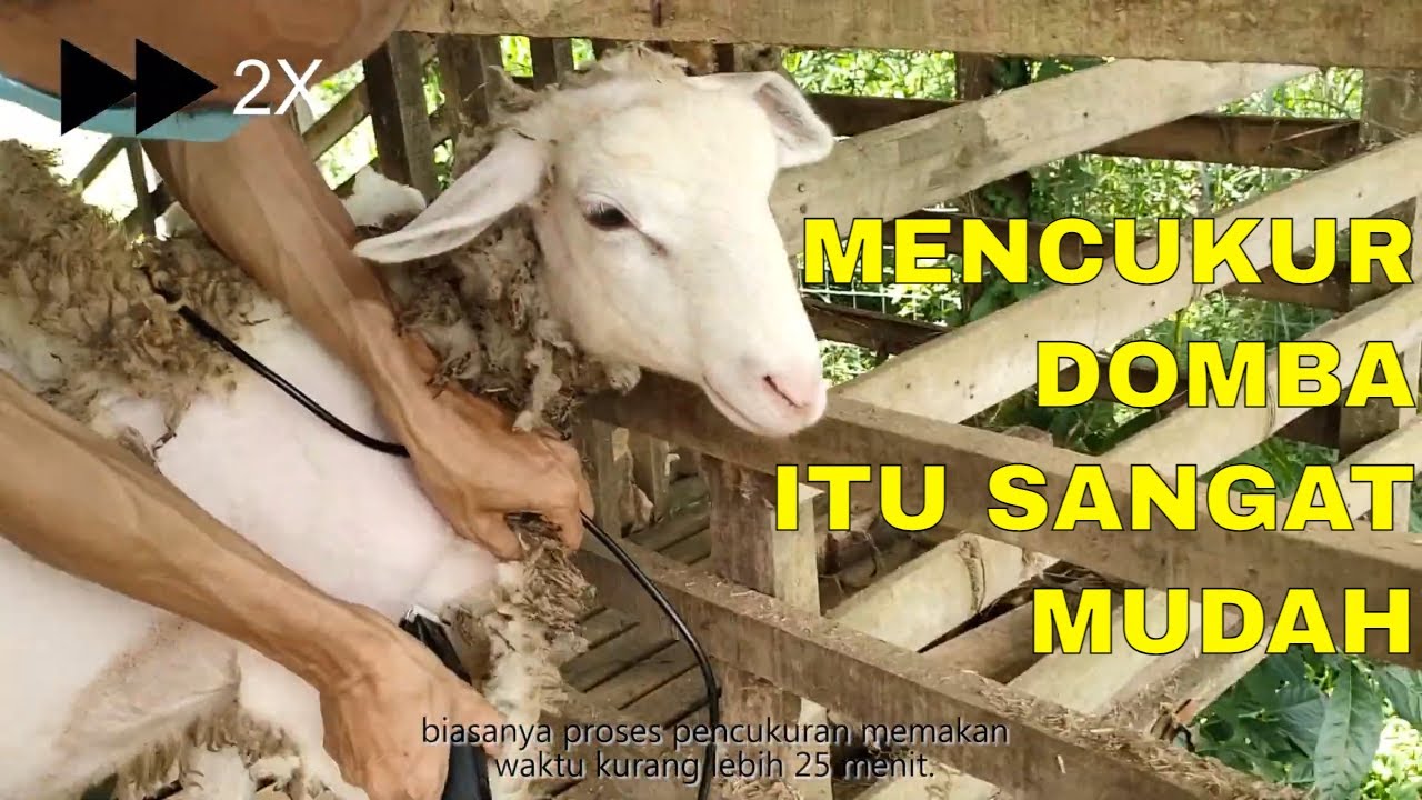Tutorial cara mencukur bulu domba yang baik, benar dan efisien