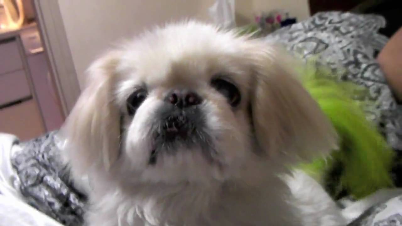 Cute Dog Spudgy Sounds Like Monkey