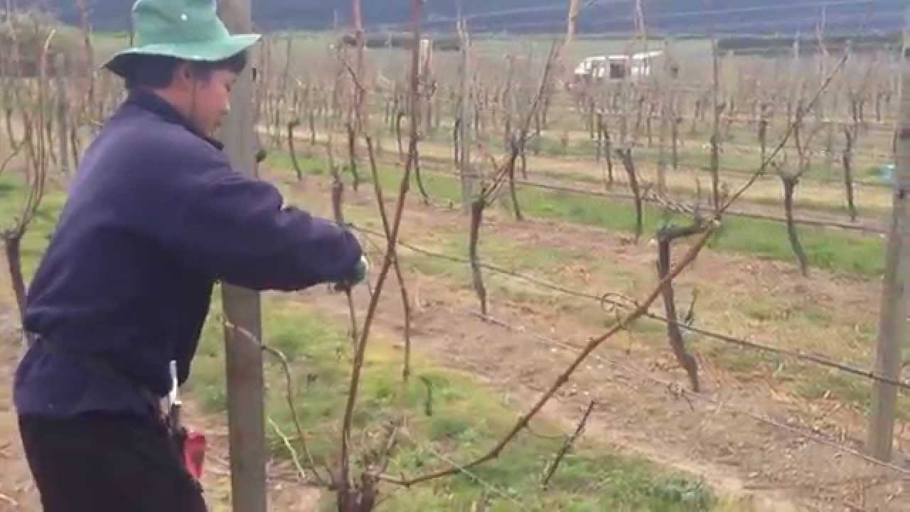 How to do wrapping in vineyard