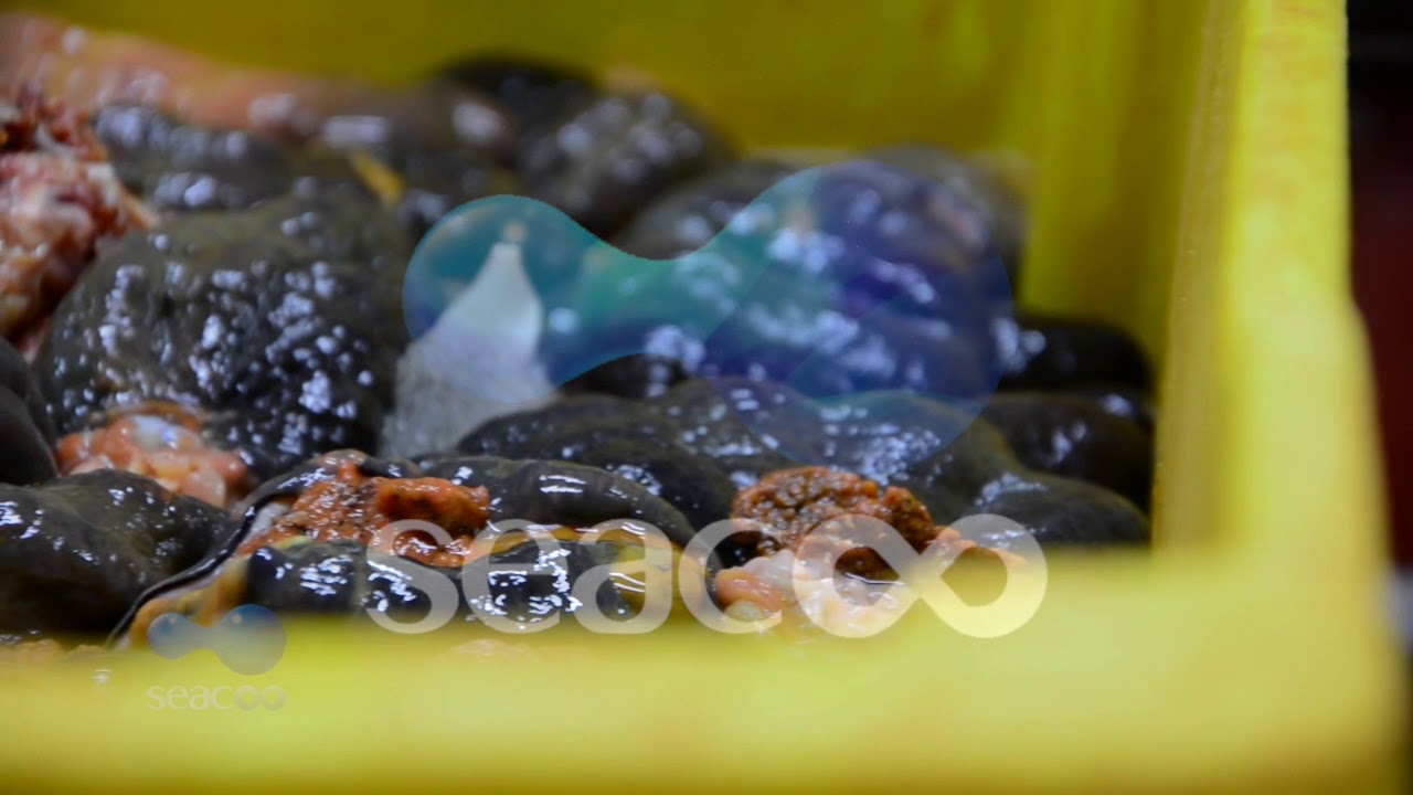 SEACOO加拿大东海岸北极参（EAST COAST SEA CUCUMBER）
