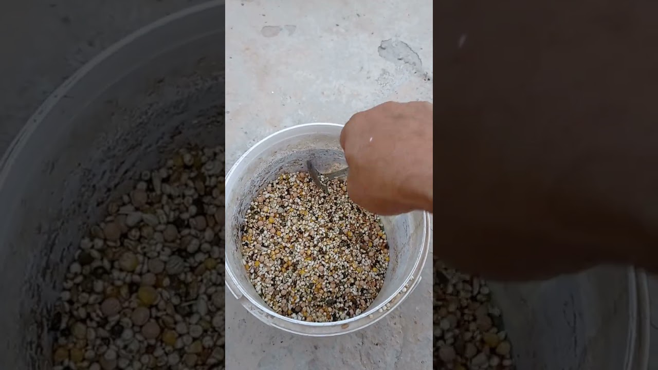 فوائد زيت السمك للطيور