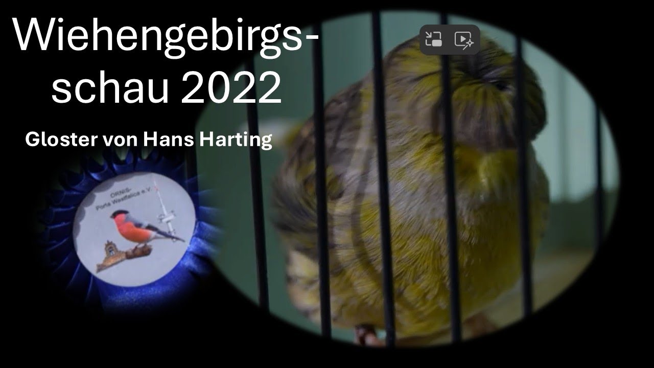 Gloster von Hans Harting- Wiehengebirgsschau 2022