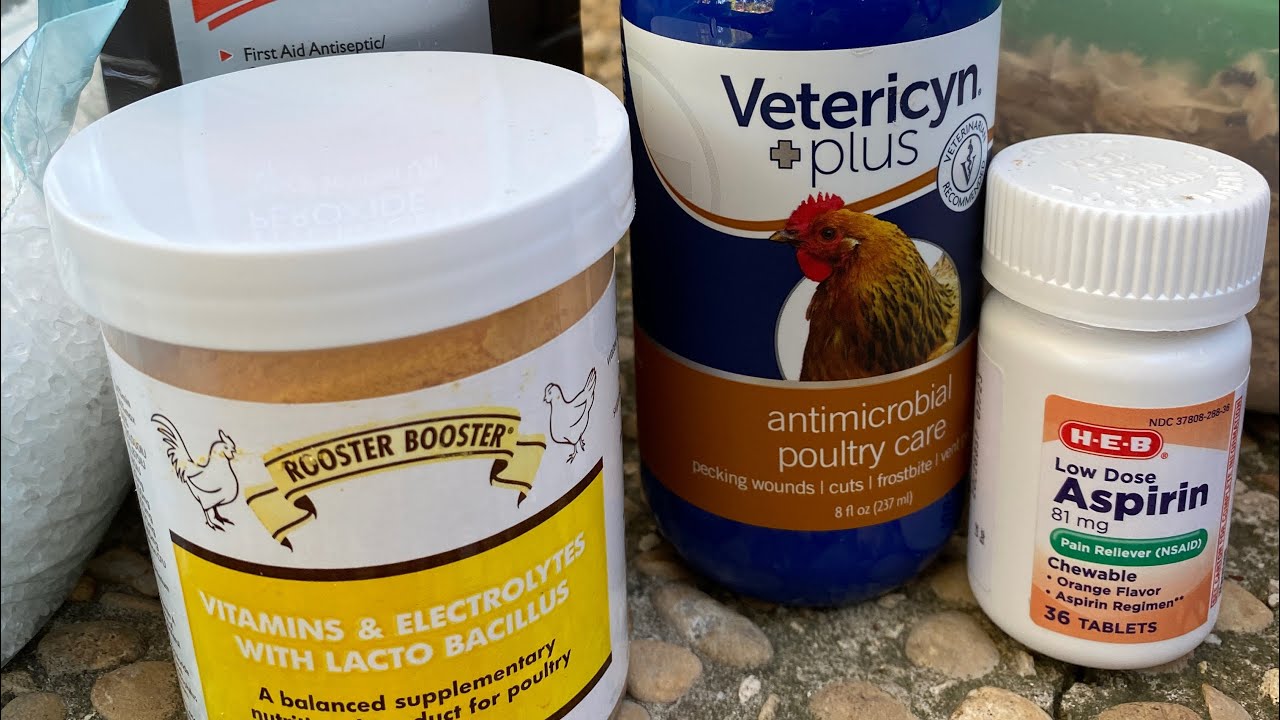 Wound Care For a Backyard Chicken After An Attack